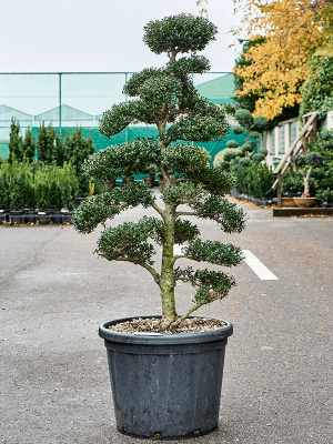 
                  
                    Ilex crenata 'Kinme'
                  
                