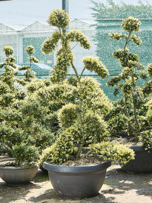 
                  
                    Ilex crenata 'Kinme'
                  
                