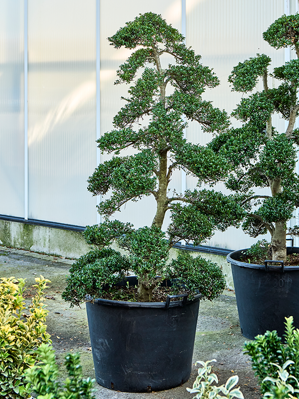 
                  
                    Ilex crenata 'Kinme'
                  
                