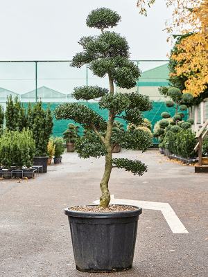 
                  
                    Ilex crenata 'Kinme'
                  
                
