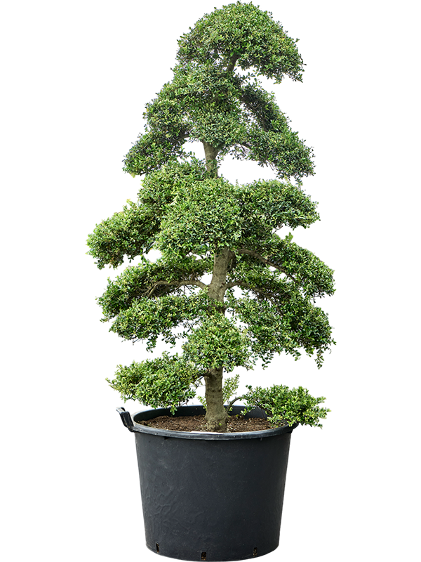 
                  
                    Ilex crenata 'Kinme'
                  
                