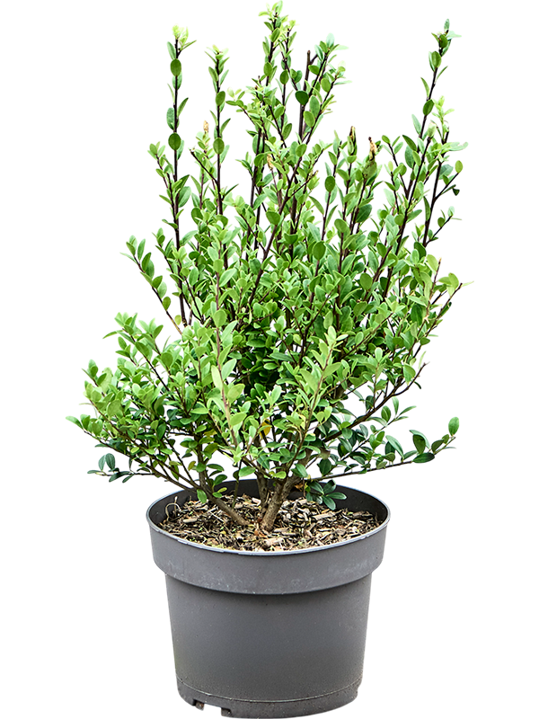 
                  
                    Ilex crenata Dark Green
                  
                