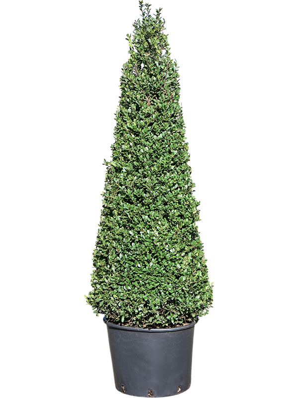 
                  
                    Ilex crenata Dark Green pyramide
                  
                