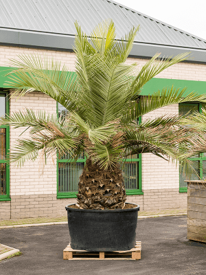 
                  
                    Palmier Jubaea chilensis
                  
                