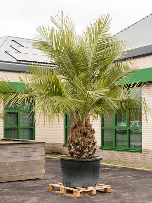 Acheter palmier Jubaea chilensis Plante exterieur Natura Béziers – NATURA,  La solution végétale des professionnels