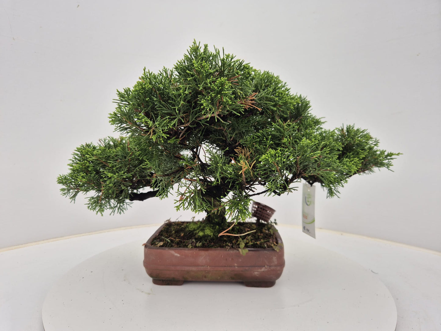 
                  
                    Bonsai Juniperus Chinensis
                  
                