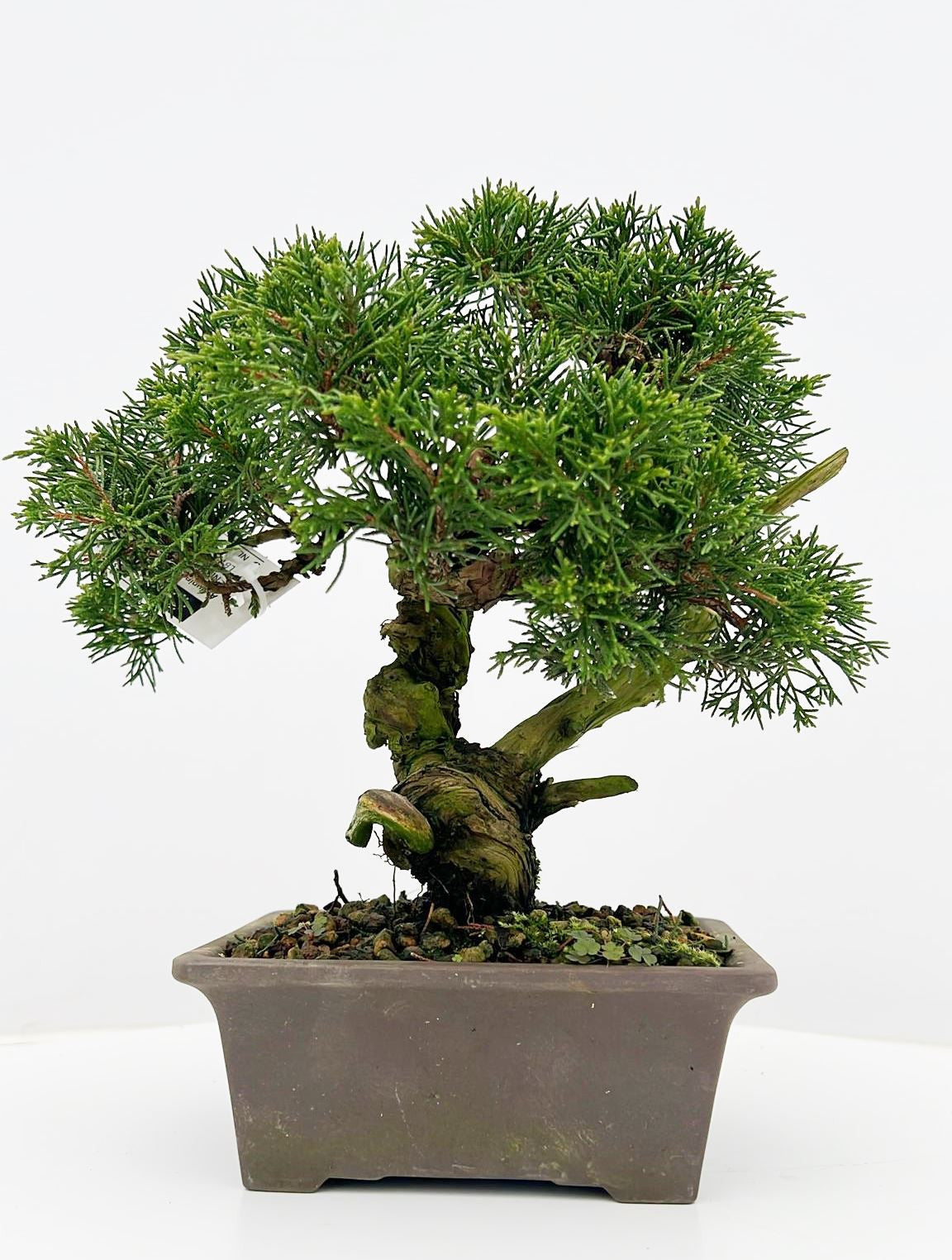 
                  
                    Bonsai Juniperus Chinensis
                  
                