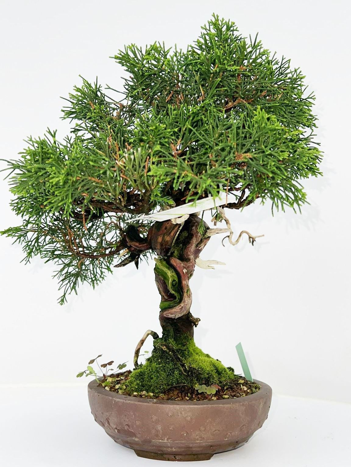 
                  
                    Bonsai Juniperus Chinensis
                  
                