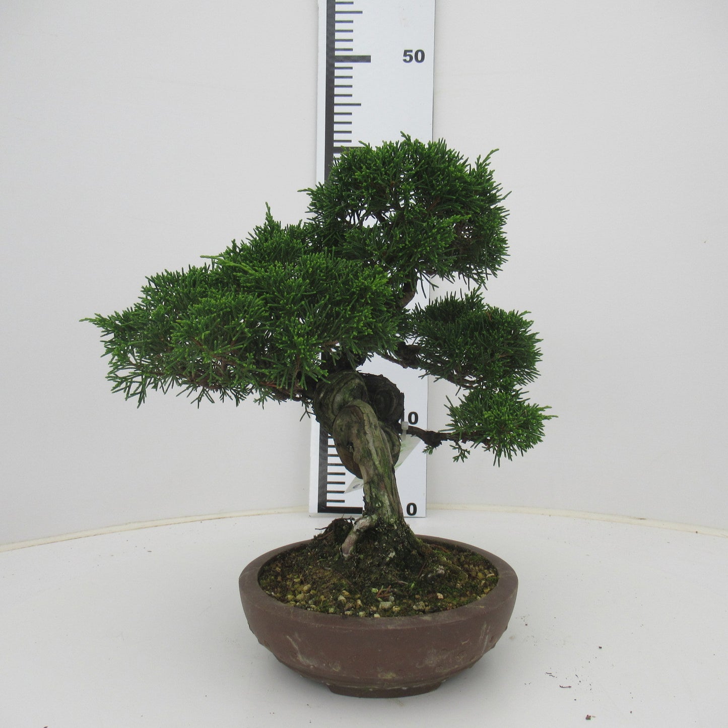 
                  
                    Bonsai Juniperus Chinensis
                  
                