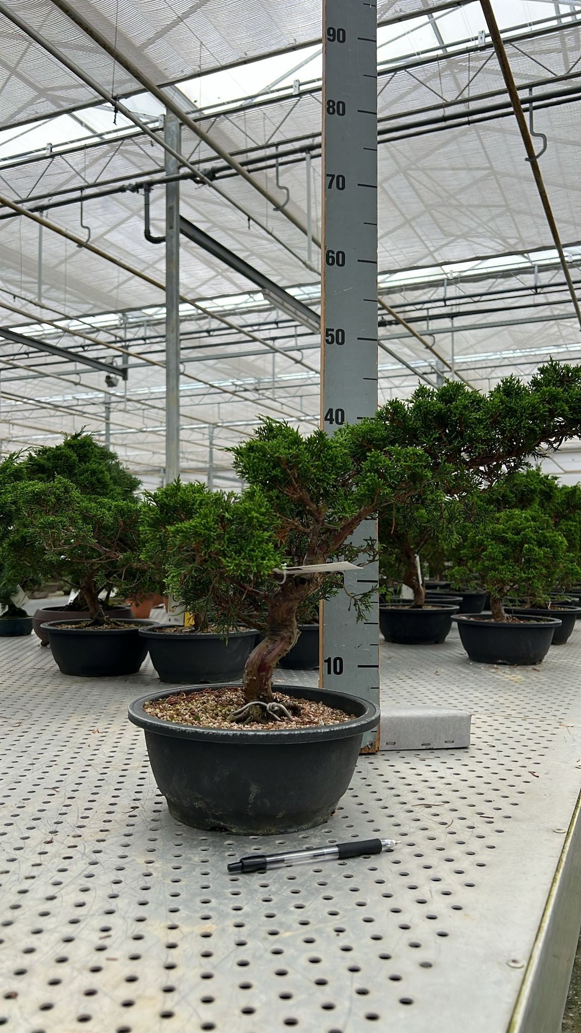 
                  
                    Bonsai Juniperus Chinensis
                  
                