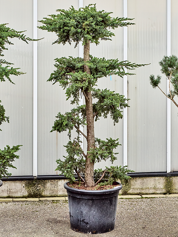 Juniperus conferta Schlager