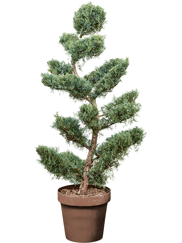 Juniperus virginiana 'Grey Owl'