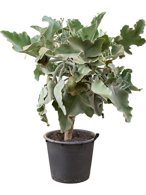 
                  
                    Kalanchoe beharensis
                  
                