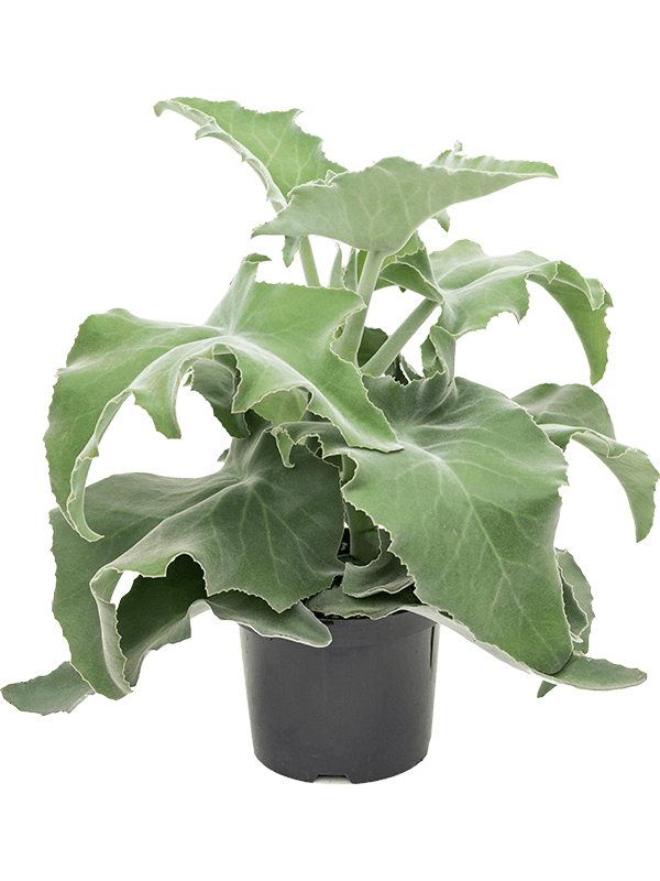 
                  
                    Kalanchoe beharensis
                  
                
