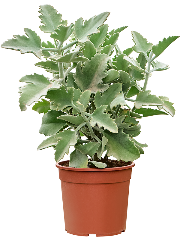 
                  
                    Kalanchoe beharensis Oak Leaf
                  
                