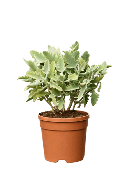 Kalanchoe beharensis Oak Leaf