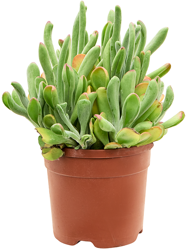 
                  
                    Kalanchoe beharensis Oricola
                  
                