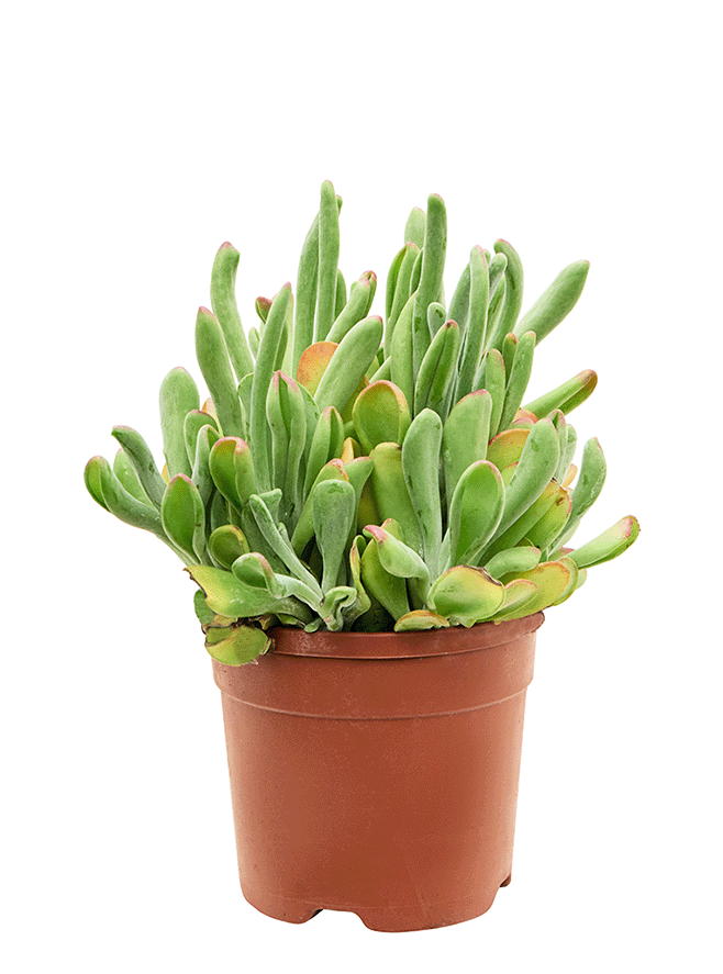 Kalanchoe beharensis Oricola