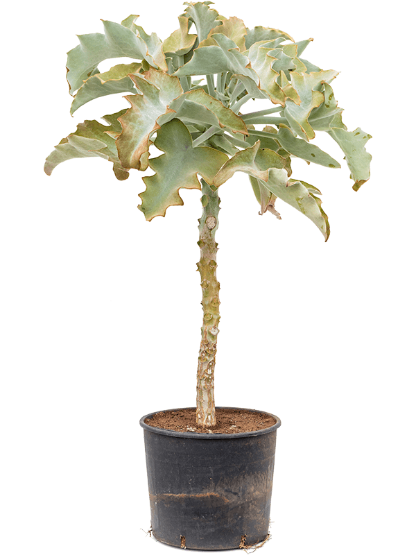 Kalanchoe beharensis