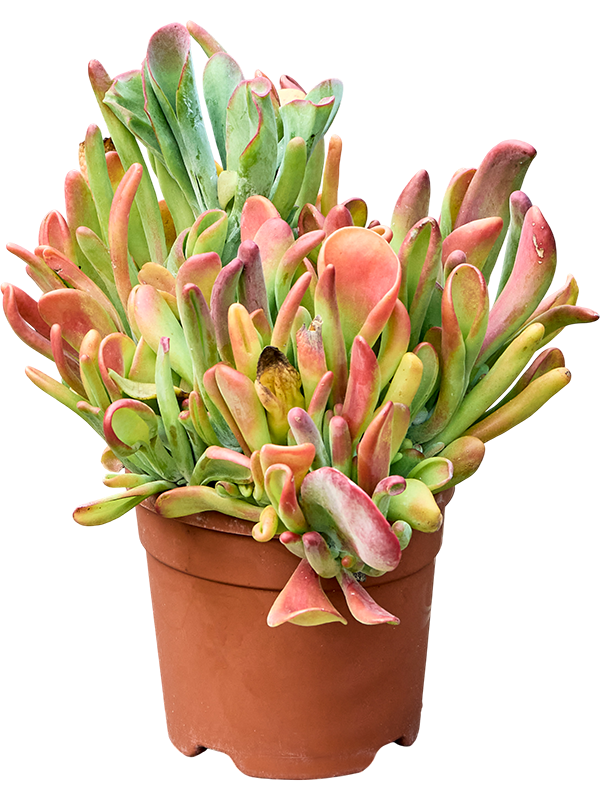 
                  
                    Kalanchoe beharensis Oricola
                  
                