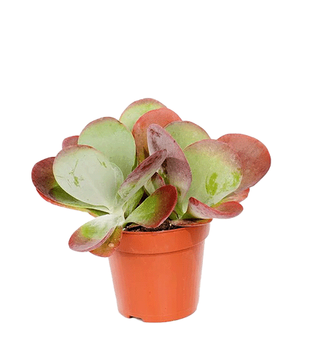 Kalanchoe thyrsiflora