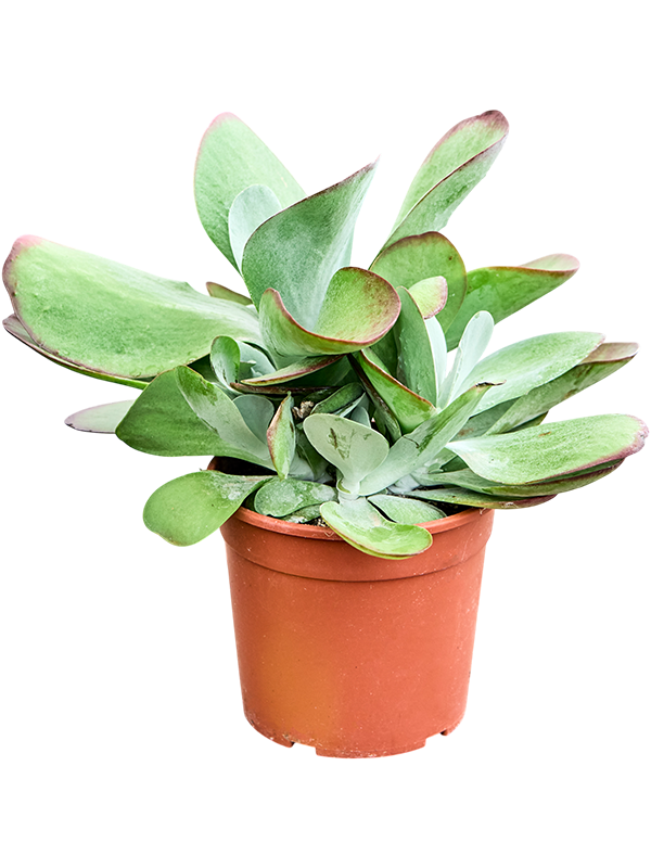 Kalanchoe thyrsiflora Variagata