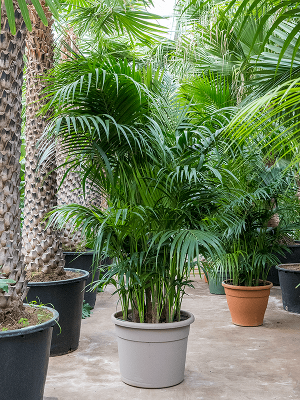 
                  
                    Kentia Howea forsteriana
                  
                