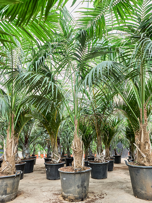 
                  
                    Kentia Howea forsteriana
                  
                
