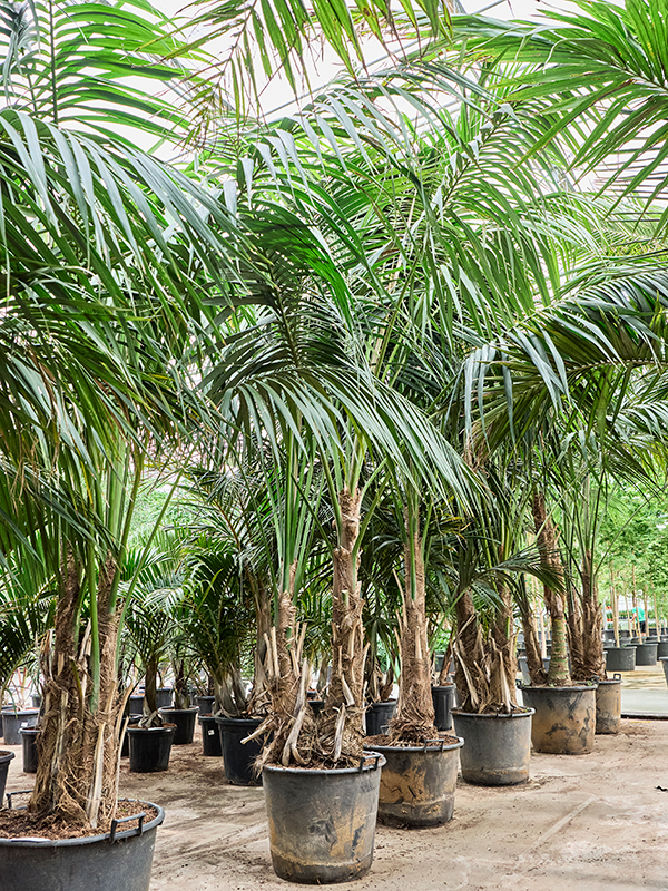 
                  
                    Kentia Howea forsteriana
                  
                