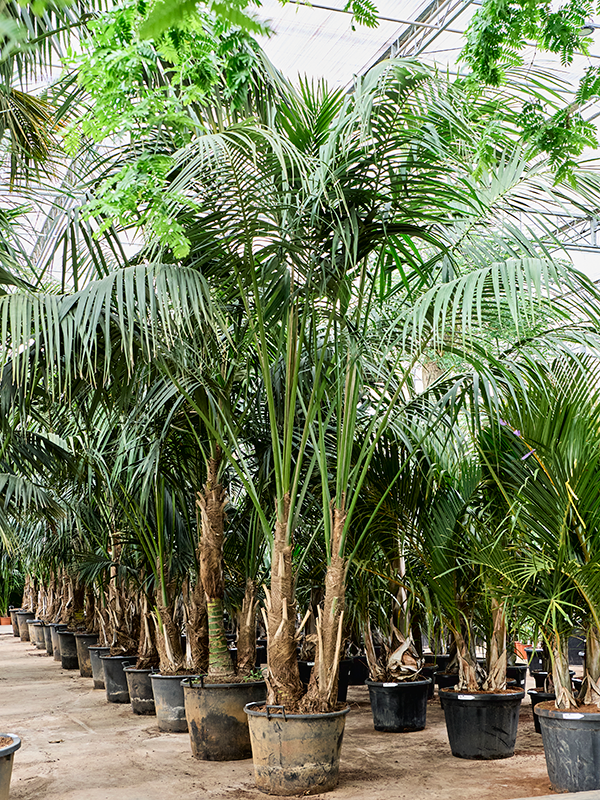 
                  
                    Kentia Howea forsteriana
                  
                