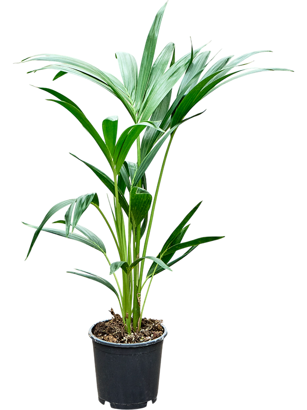 
                  
                    Kentia Howea forsteriana
                  
                