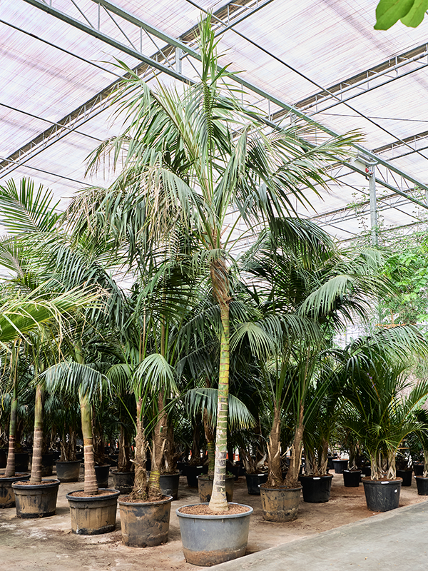 
                  
                    Kentia Howea forsteriana
                  
                