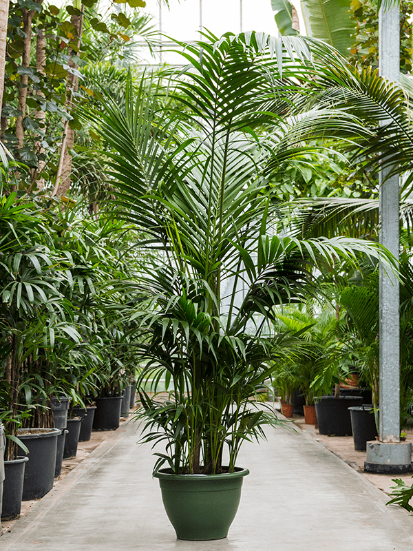 
                  
                    Kentia Howea forsteriana
                  
                