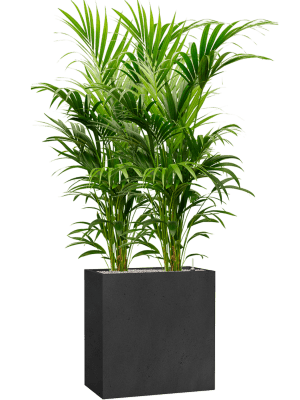 
                  
                    Kentia (Howea) Forsterianaen bac Grigio
                  
                