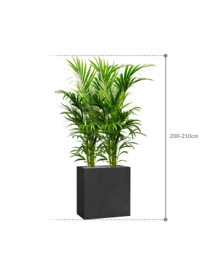 
                  
                    Kentia (Howea) Forsterianaen bac Grigio
                  
                