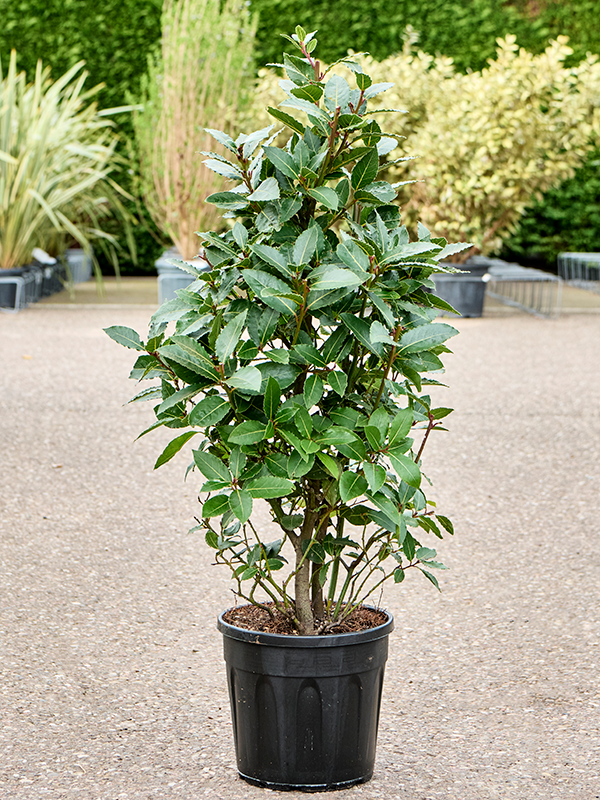 
                  
                    Laurus nobilis
                  
                