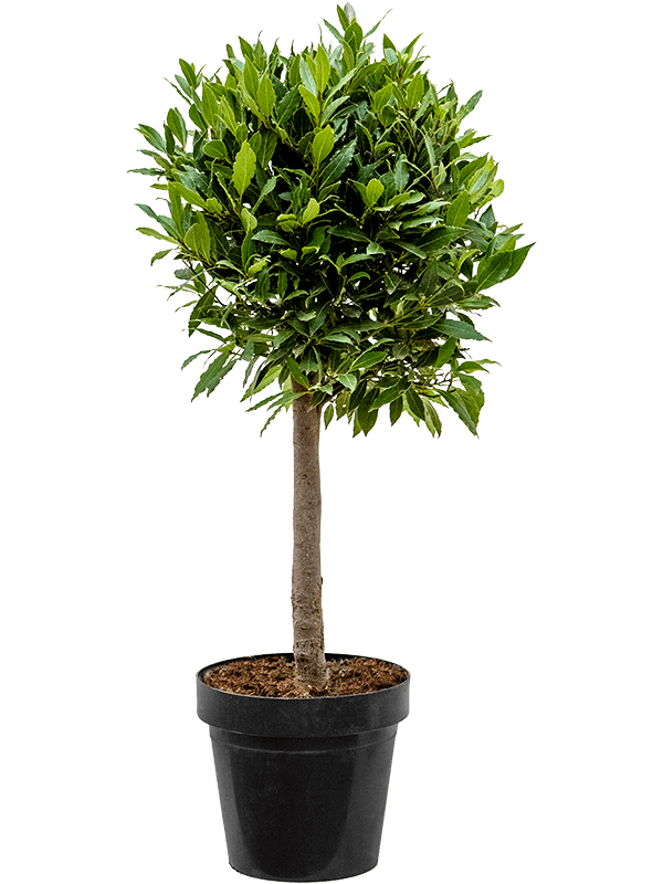 
                  
                    Laurus nobilis
                  
                