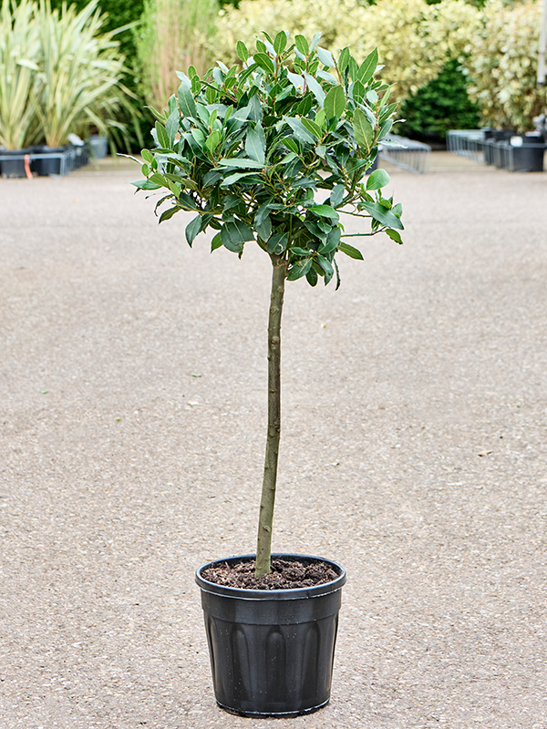 
                  
                    Laurus nobilis
                  
                