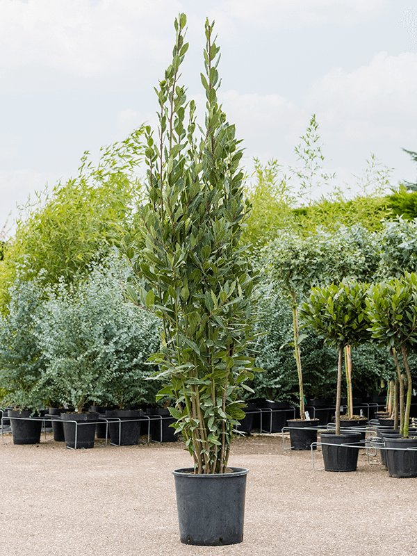 
                  
                    Laurus nobilis
                  
                