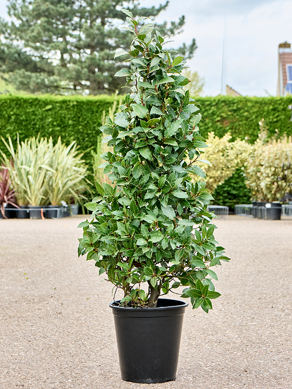 
                  
                    Laurus nobilis
                  
                