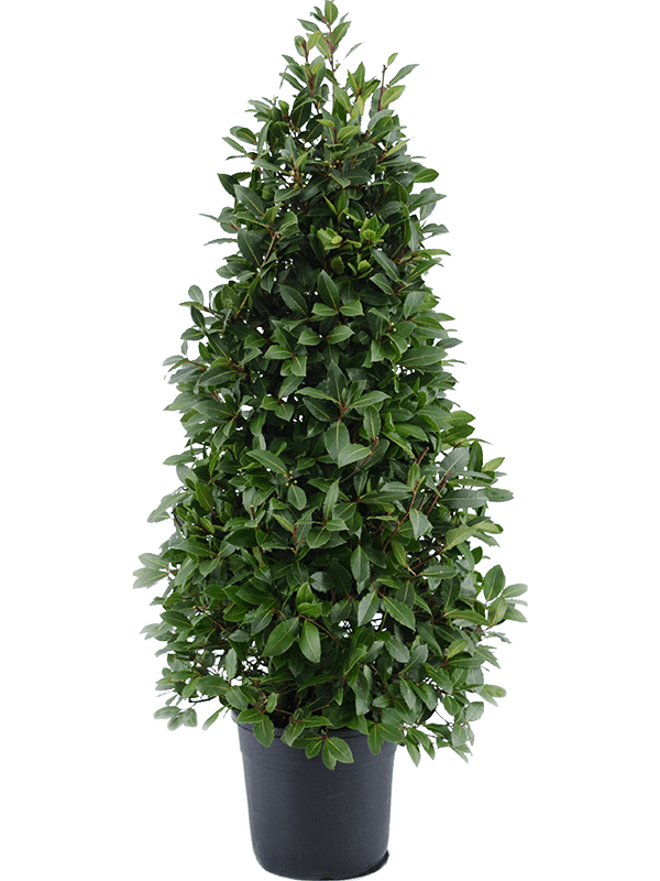 
                  
                    Laurus nobilis
                  
                