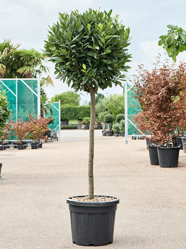 
                  
                    Laurus nobilis
                  
                