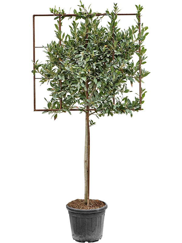 
                  
                    Laurus nobilis
                  
                