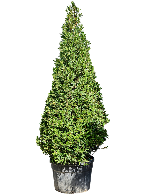 
                  
                    Laurus nobilis
                  
                