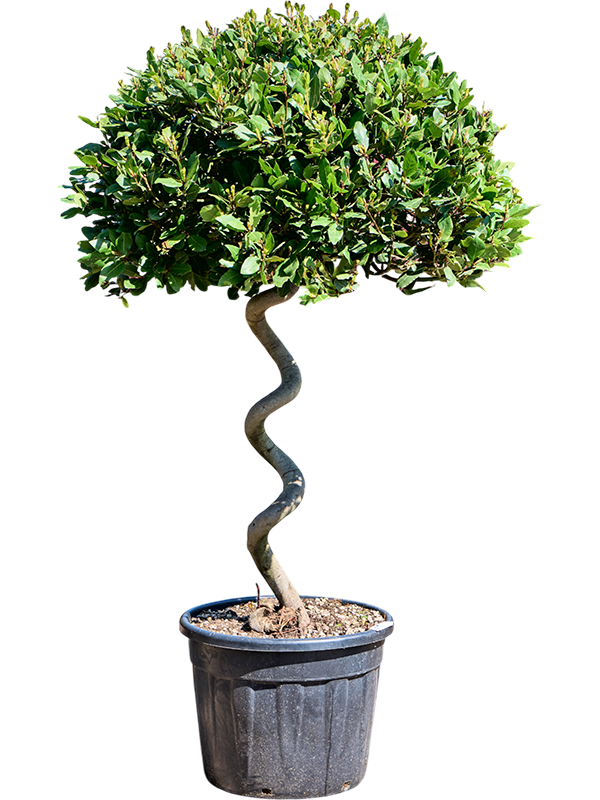 
                  
                    Laurus nobilis
                  
                