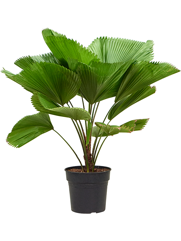 
                  
                    Licuala grandis
                  
                