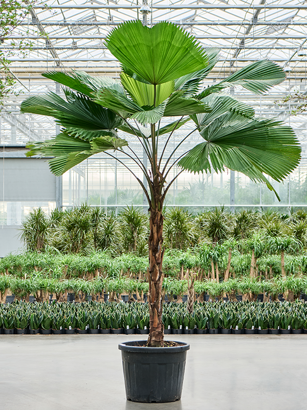 
                  
                    Licuala grandis palmier cuillère plante intérieur extraordinaire plante Paysagisme et aménagement vegetal Beziers
                  
                