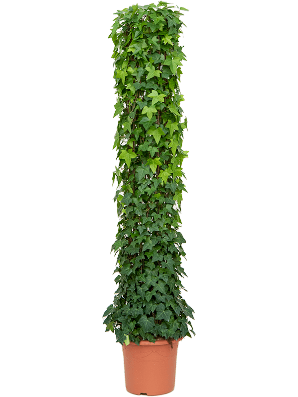 Lierre Hedera algeriensis Montgomery