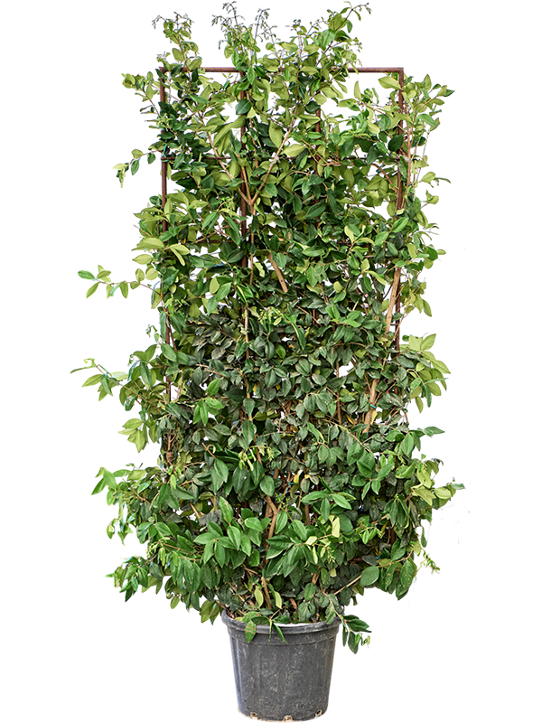 
                  
                    Troene Ligustrum japonicum Texanum
                  
                