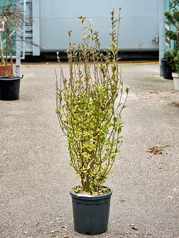 Ligustrum ovalifolium Aureum troene.